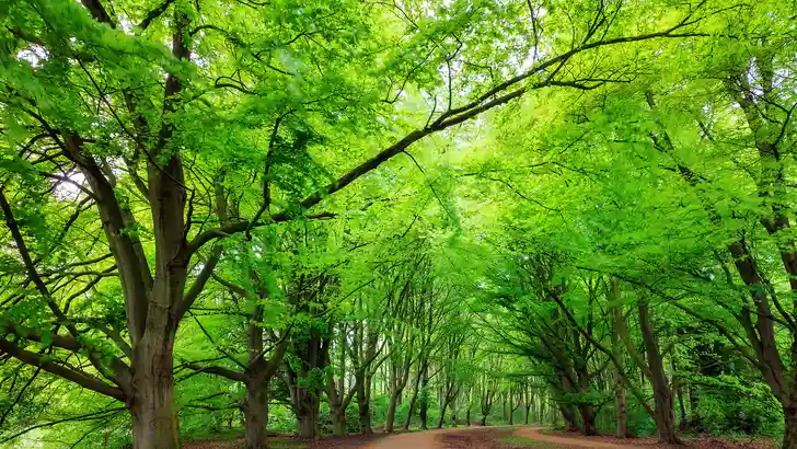 chefs in het bos