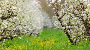 Wandeltip voor het voorjaar: het nieuwe Betuwepad! 