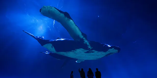 Het planetarium van Artis belooft een onvergetelijke beleving van deze documentaire.