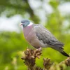 5 dingen die je nog niet wist over de duif | Noorderland