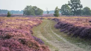 Picknickplekken