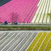 It's official: vanaf déze datum kunnen we prachtige kleurrijke tulpenvelden verwachten | Elegance