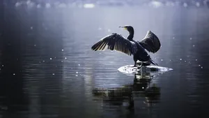 Beautiful light Great Cormorant spreading his wings sitting on a stone