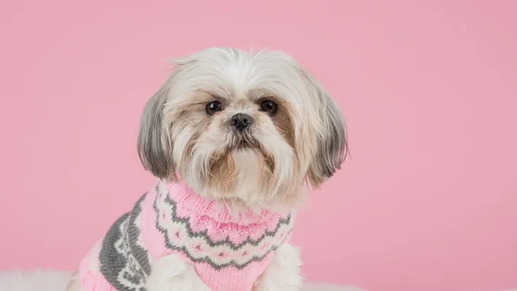 Beau Pets: hondje in zijn mini-smoking aan de cocktails en de sushi