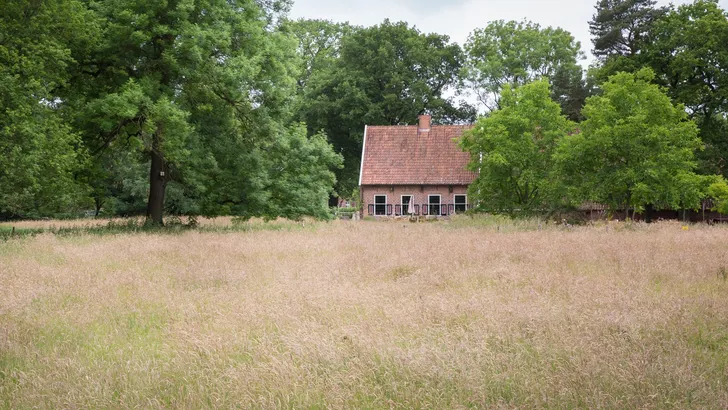 Theetuinen