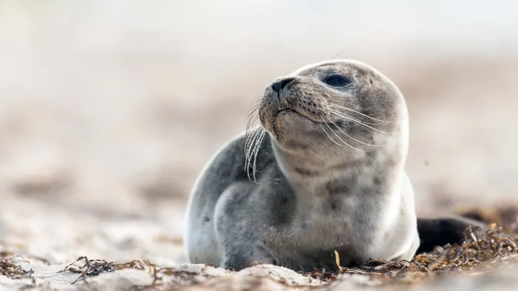 Verrassende feitjes zeehonden
