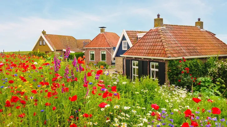 Blooming wild flowers in front of Dutch houses