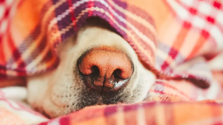 5 draagbare dekens die je nóóit meer uit wilt trekken