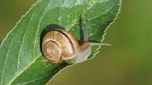 Slakken in de tuin
