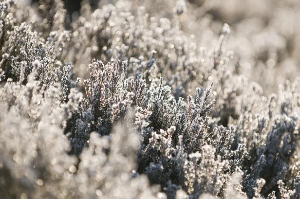 Dwingelderveld