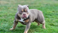 Amerikaanse Bulldog