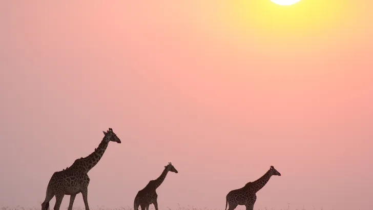 Met een stoomtrein door Afrika reizen? Het kan echt