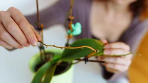 Paniek om die 'gekke' wortels uit de pot? Waarom je ze bij je orchidee nooit mag afknippen