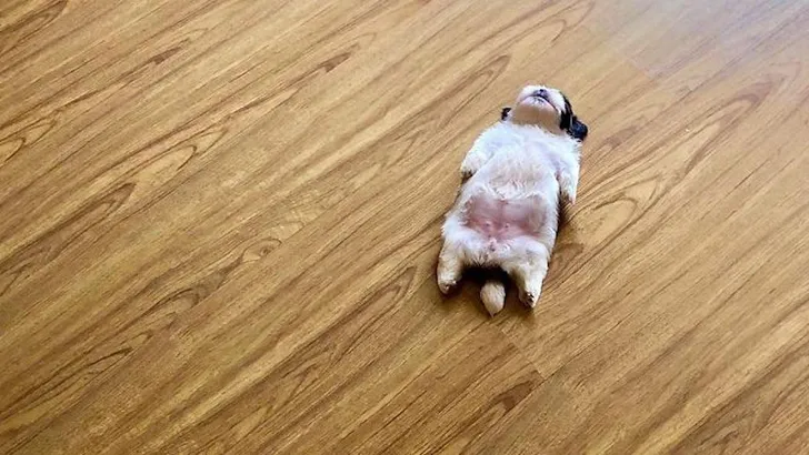 shih tzu