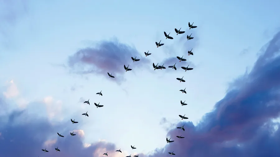 Vogels in de lucht