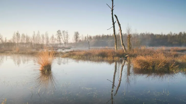 Bargerveen