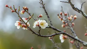 Tuin
