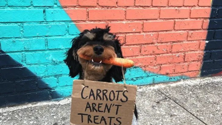 dogwithsign