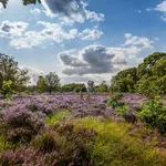 De heide bloeit! Hier gloeit het paars het mooist