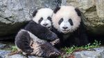 panda baby's