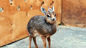 dikdik