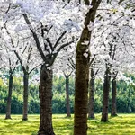 Bloesempark Amstelveen