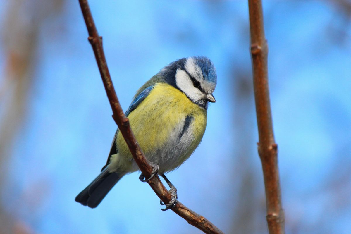 Goed nieuws uit het noorden: nooit eerder zagen we zóveel pimpelmezen op Vlieland