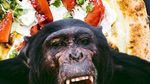 Chimpanzee voor pizza