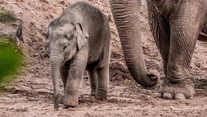Naam gezocht voor babyolifant Blijdorp - 'Zeesluis IJmuiden' favoriet