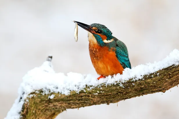 IJsvogel die net een visje heeft gevangen