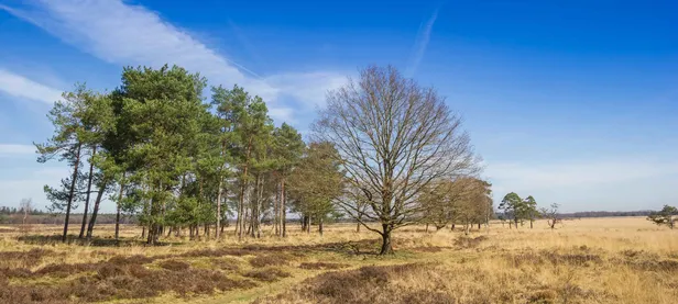 Het Doldersummerveld in de winter