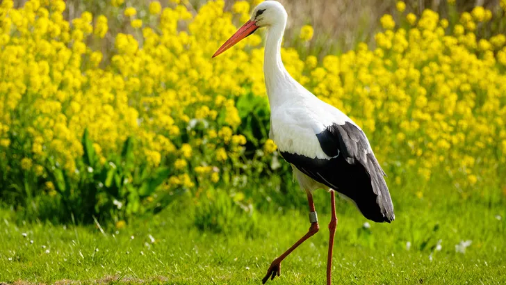 Verrassende feiten ooievaar