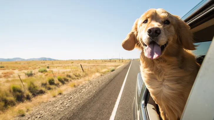 Hond steekt hoofd uit raam van auto die door zonnige omgeving rijdt.