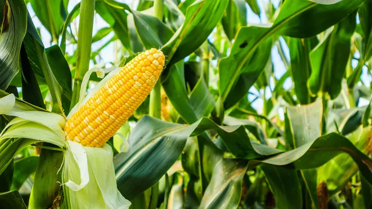 Corn cob with green leaves growth in agriculture field outdoor