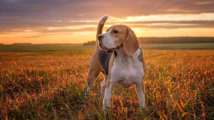 Blaffende bestseller? Boek over Meghan's beagle Guy!