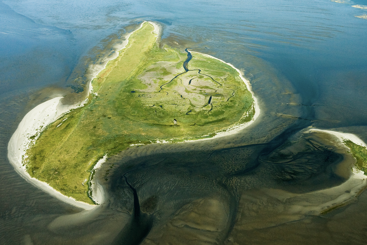 Ooit groter dan Texel, nu verboden terrein: het waddeneiland waar vogels de baas zijn