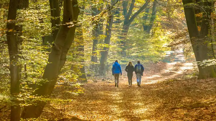 People on Walkway in hazy autumn forest