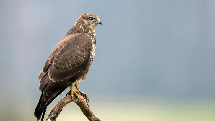 Buizerd