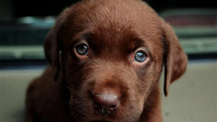 labrador retriever