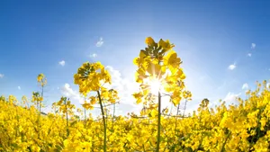 sunshine on yellow rapeseed oil flower field