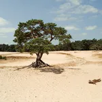 De Veluwe