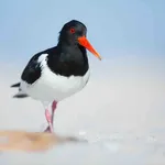 Scholekster