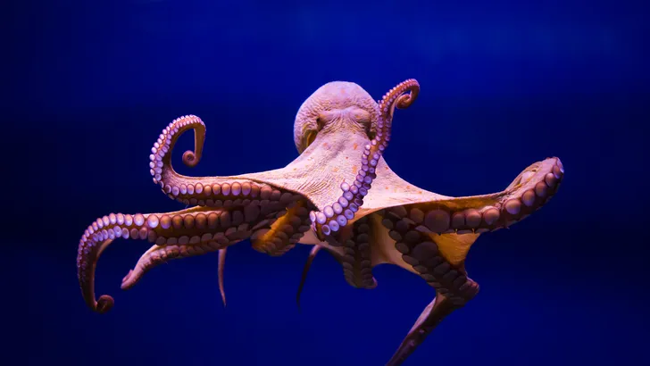 Vrouw legt octopus op gezicht, heeft direct spijt