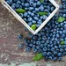 5 Redenen om meer bosbessen te eten