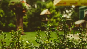 Groene vingers? Hoog tijd om tuinplanten te kopen!