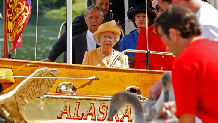 Zwanen Queen getroffen door vogelgriep