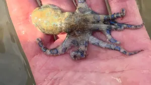 De blauwgeringde octopus
