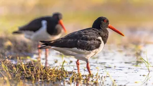 Pied Oystercatcher couple on river bank