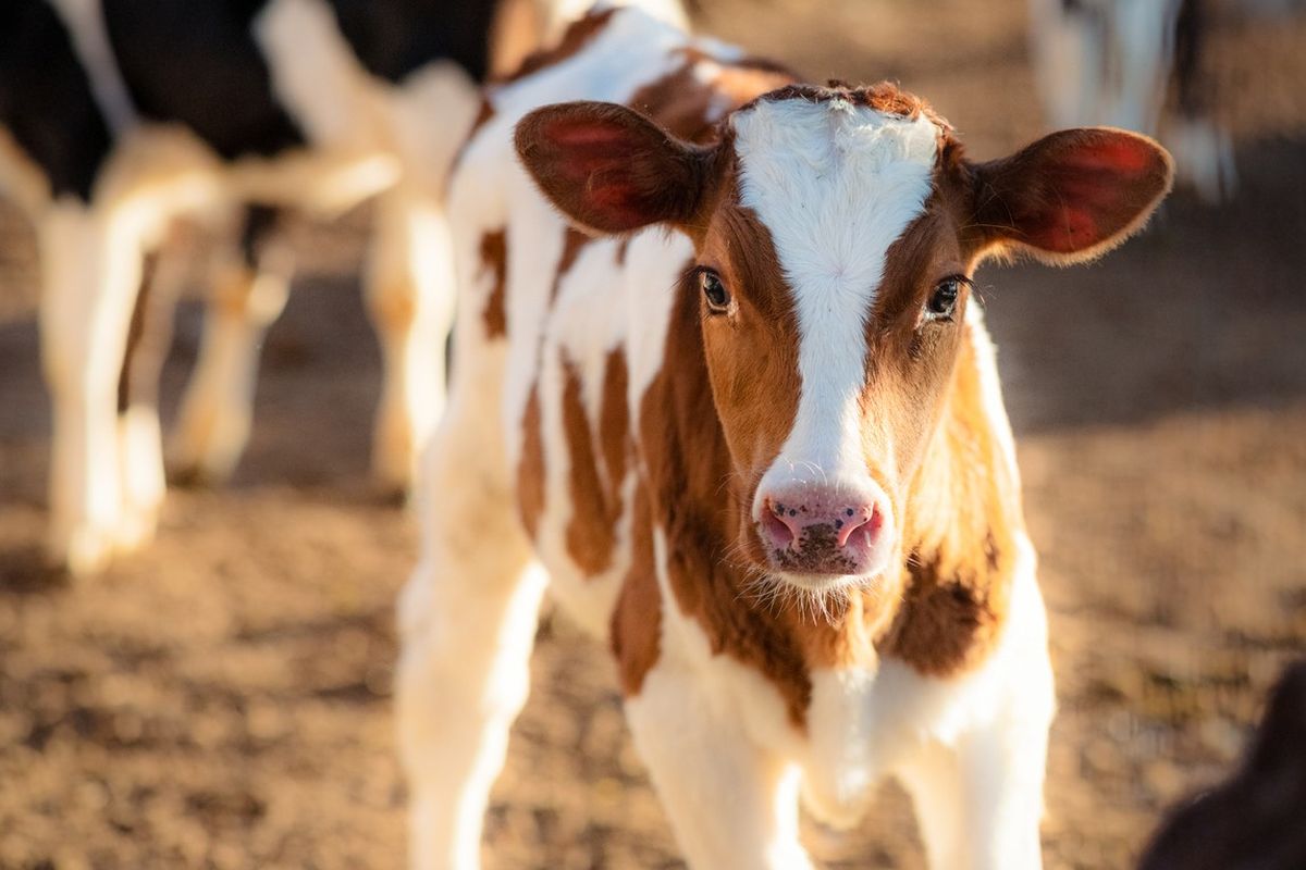 10 augustus: Oogstdag en Rundveeshow in Lhee