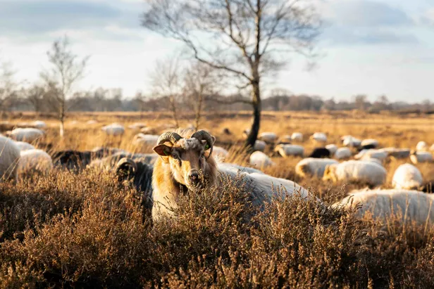 Drentse heideschape